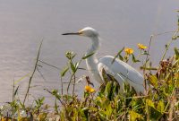 Orlando-Wetlands-Park-2023-22