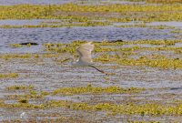 Orlando-Wetlands-Park-2023-23