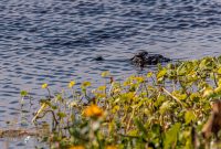 Orlando-Wetlands-Park-2023-24