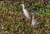 Orlando-Wetlands-Park-2023-28