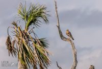 Orlando-Wetlands-Park-2023-29