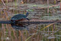 Orlando-Wetlands-Park-2023-3