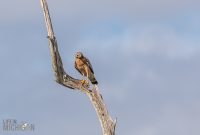Orlando-Wetlands-Park-2023-30