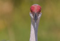 Orlando-Wetlands-Park-2023-33