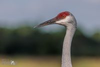 Orlando-Wetlands-Park-2023-36