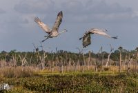 Orlando-Wetlands-Park-2023-37