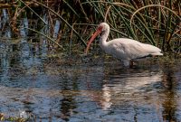 Orlando-Wetlands-Park-2023-39