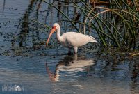 Orlando-Wetlands-Park-2023-40