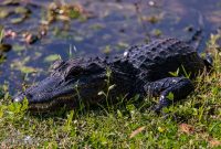 Orlando-Wetlands-Park-2023-41