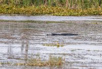 Orlando-Wetlands-Park-2023-5