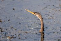Orlando-Wetlands-Park-2023-6