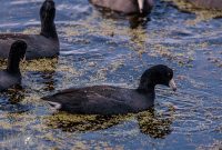 Orlando-Wetlands-Park-2023-8