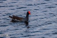 Orlando-Wetlands-Park-2023-9