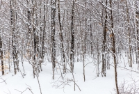 Pictured Rocks Snowshoe - U.P. Winter - 2014 -11