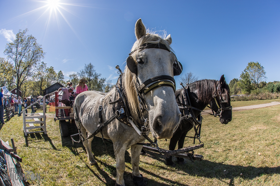 Pioneer Day at the Waterloo Farm Museum - 2017-14