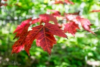 Porcupine Mountains 2014
