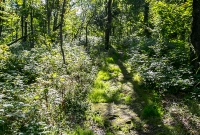 Porcupine Mountains 2014