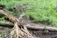 Porcupine Mountains 2014