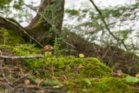 Porcupine Mountains 2014