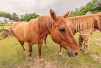 Red-Horse-Center-Fennville-2024-32