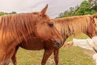 Red-Horse-Center-Fennville-2024-33