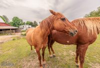Red-Horse-Center-Fennville-2024-34