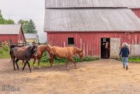 Red-Horse-Center-Fennville-2024-37