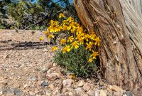 Route66-National-Parks-and-Monuments-117