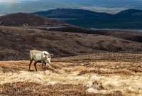 Scotland Hikes with Kingdom Guides-27