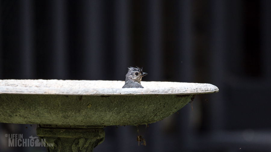 Spring Animals 2015-10 Bird Bath