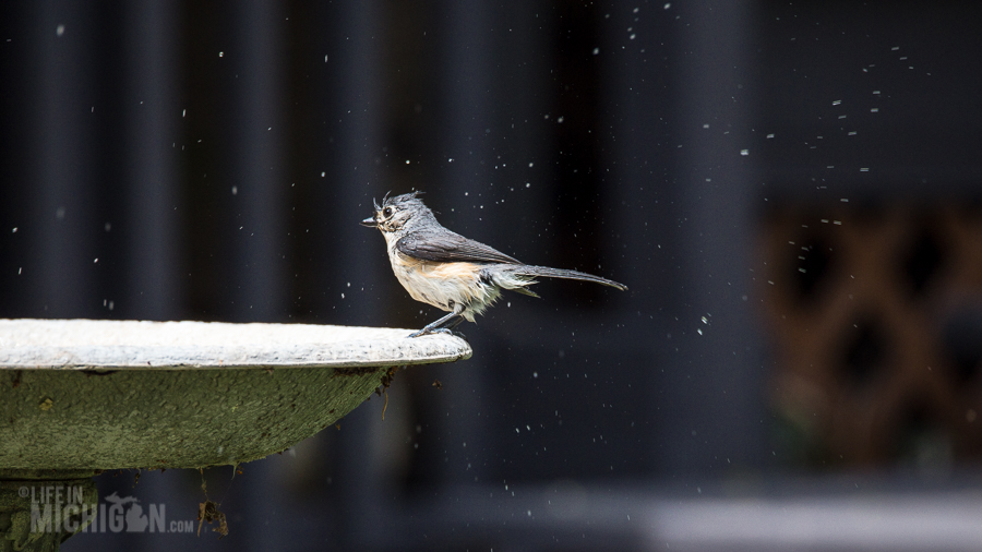 Spring Animals 2015-12 Bird Bath