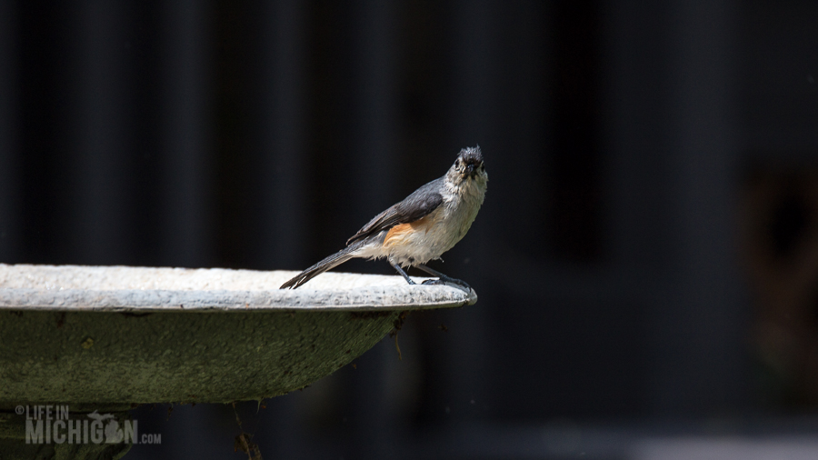 Spring Animals 2015-6 Bird Bath