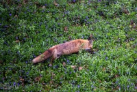 Spring Animals 2015-1