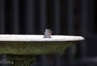 Spring Animals 2015-10