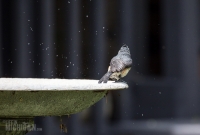 Spring Animals 2015-11