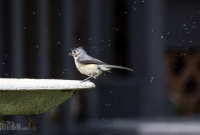 Spring Animals 2015-12