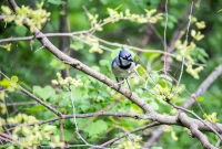Spring Animals 2015-13