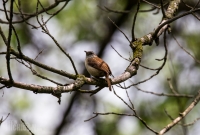 Spring Animals 2015-14