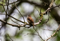 Spring Animals 2015-15