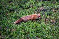 Spring Animals 2015-2
