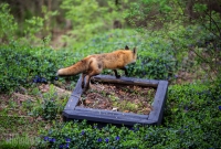 Spring Animals 2015-3