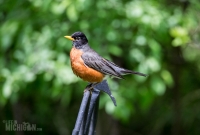 Spring Animals 2015-4