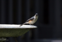 Spring Animals 2015-6