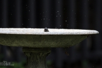 Spring Animals 2015-7