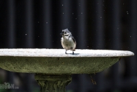 Spring Animals 2015-8