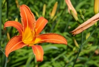 Tiger Lilly in the sun