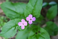 Cute little Purple flowers