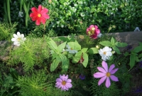 Summertime in Brenda\'s flower garden