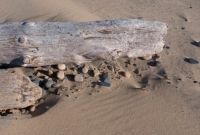 Stones and driftwood at Whitefish Point