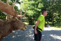 A moose chases after Jeff